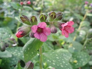 Medicinal powers of lungwort