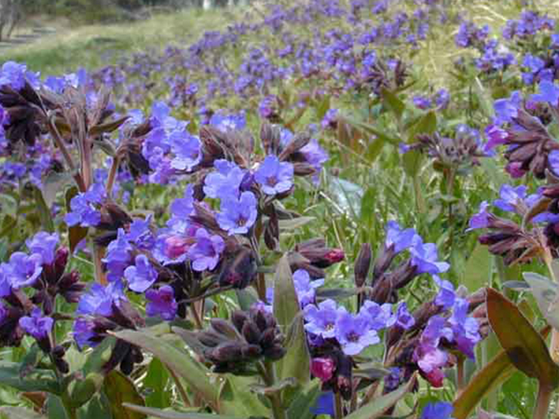 Properties of the plant lungwort