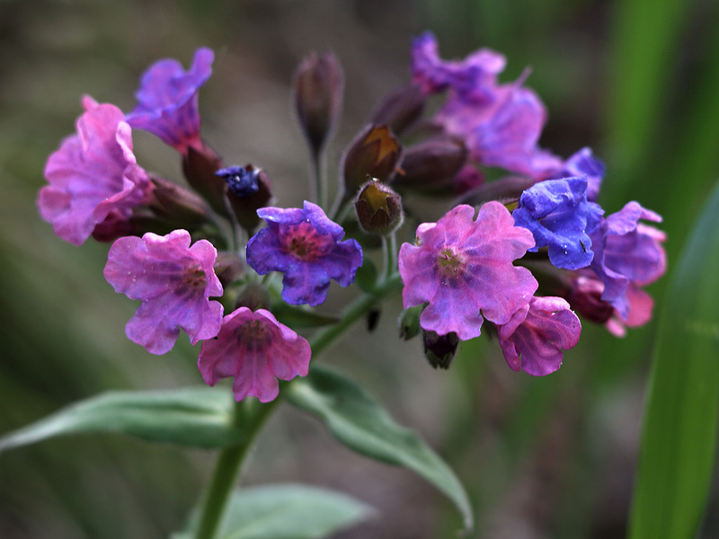 The use of lungwort in folk medicine