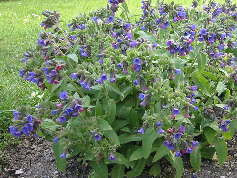 Places of growth of lungwort