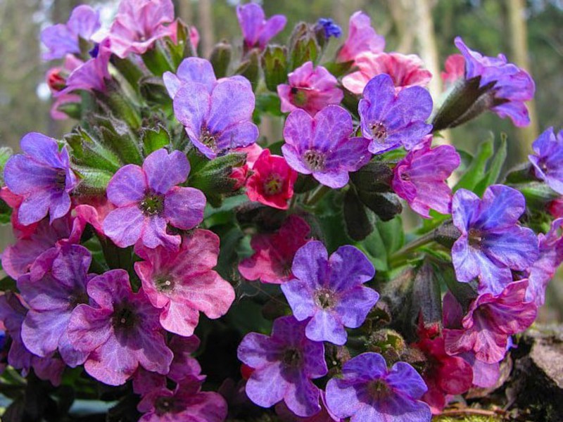 Flowering period of lungwort