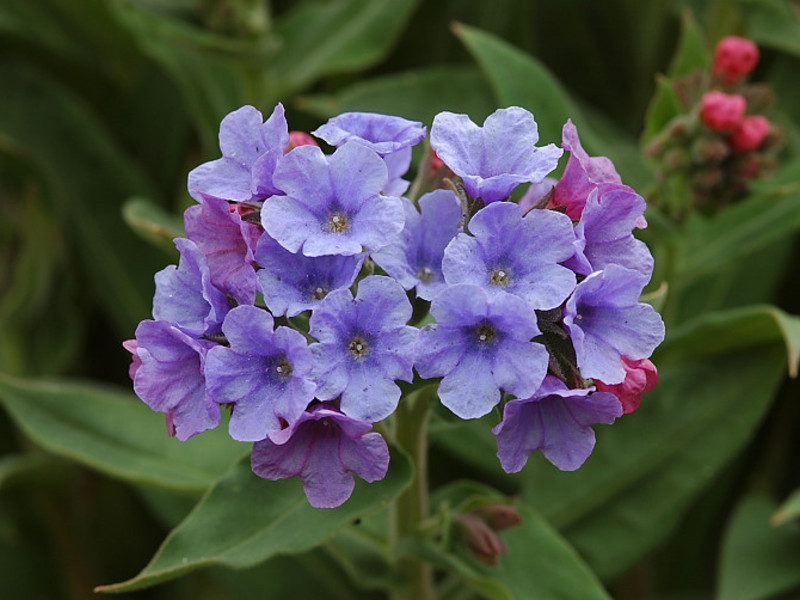 How long does lungwort bloom