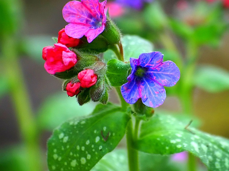 Flowering lungwort