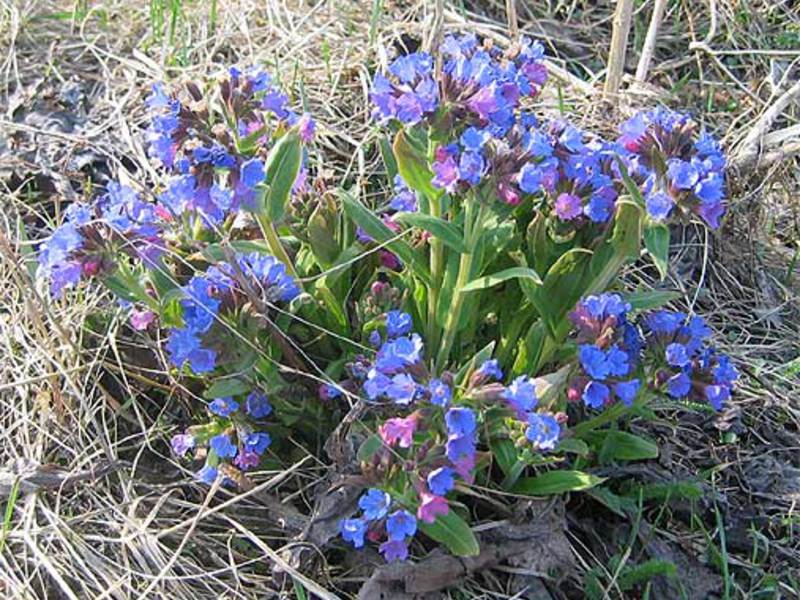 What conditions does lungwort like