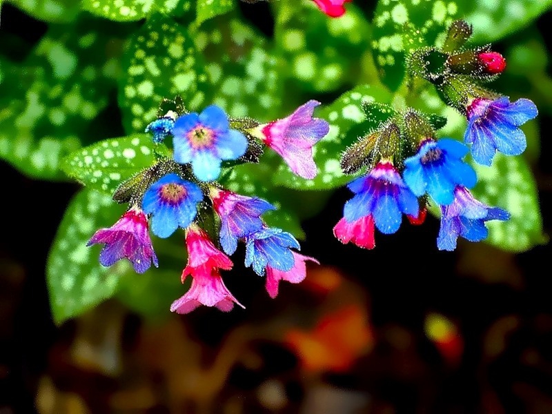 The softest lungwort