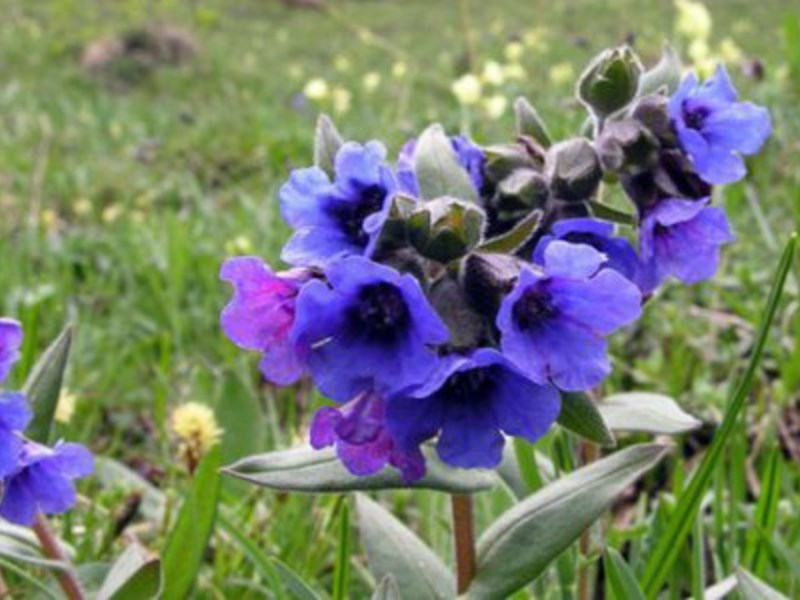 Characteristics of lungwort