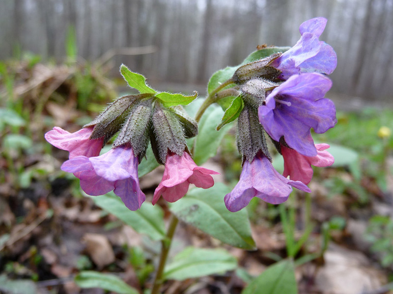 Lungwort varieties