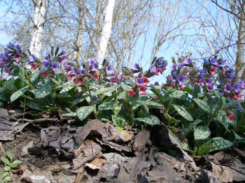 The softest lungwort