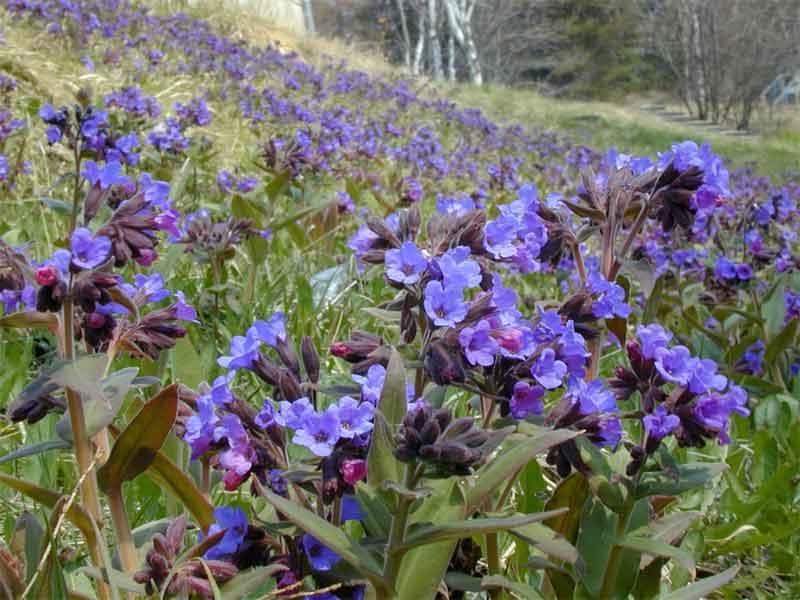 How the lungwort plant is used