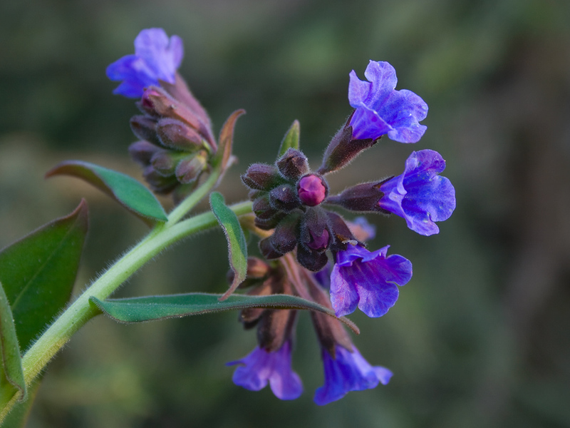 Plant lungwort