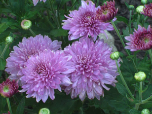 Chrysanthemum flower