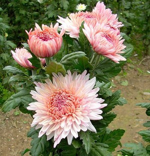 Variety of Chrysanthemum Varieties