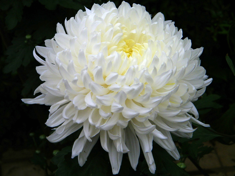 Chrysanthemum flower and its types