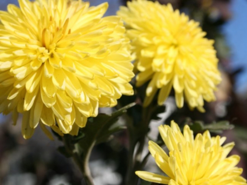 Yellow chrysanthemum