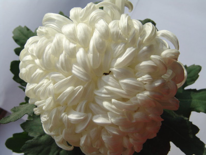 Varieties and varieties of chrysanthemum