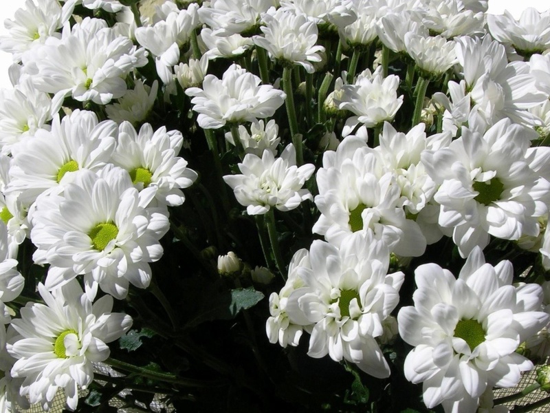 Description of chrysanthemums