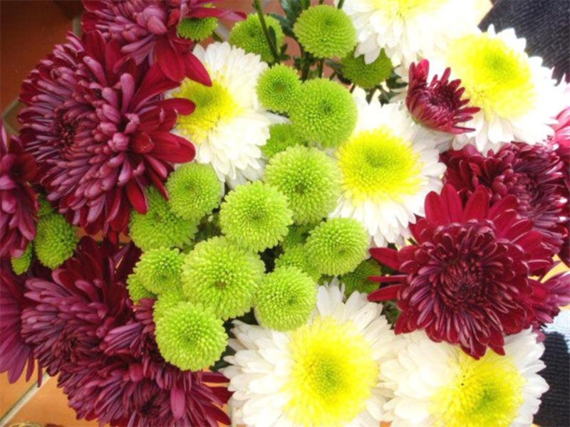 Watering chrysanthemums