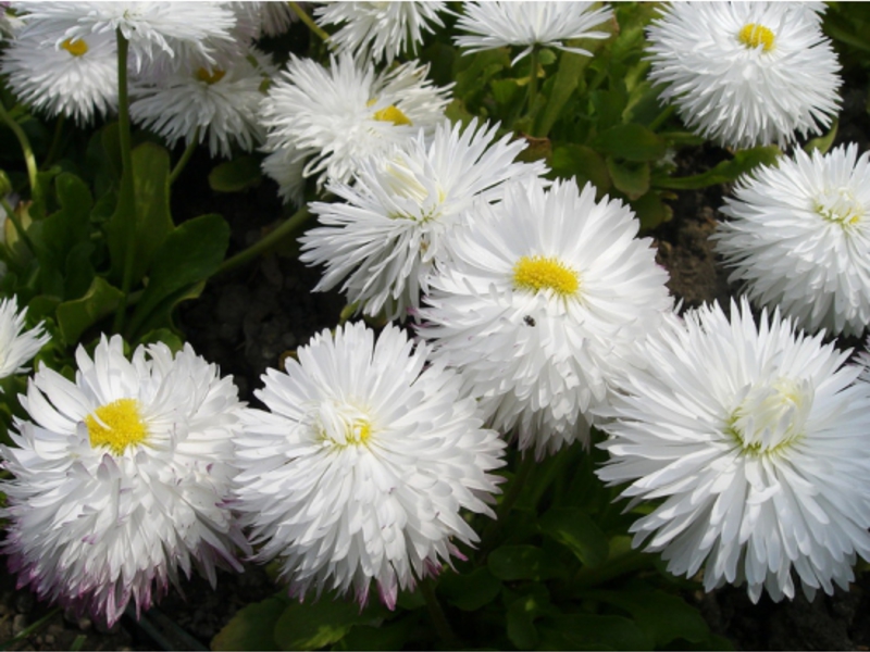 Chrysanthemum varieties