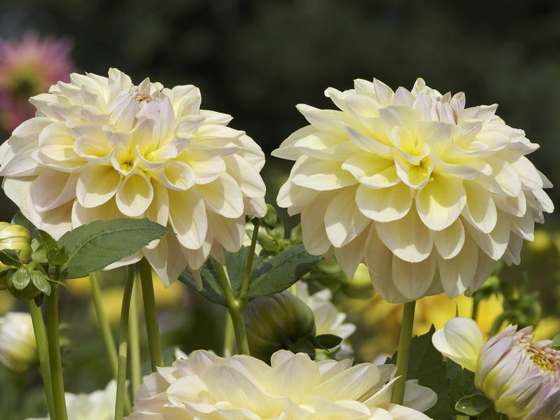 Bouquet of beautiful chrysanthemums