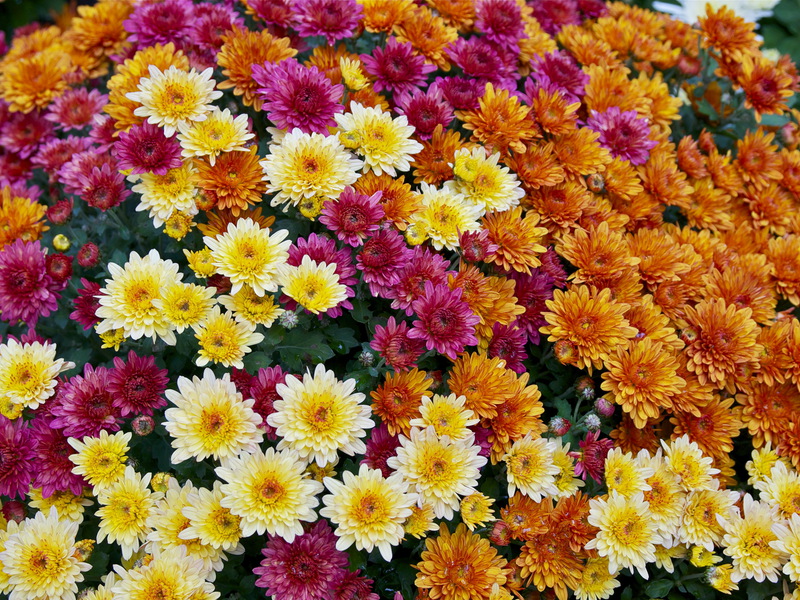 How the zrysanthemum blooms