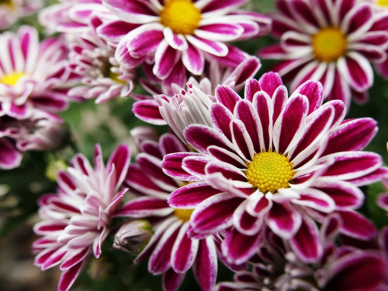 Chrysanthemums come in all shades of pink, red, orange, yellow and white