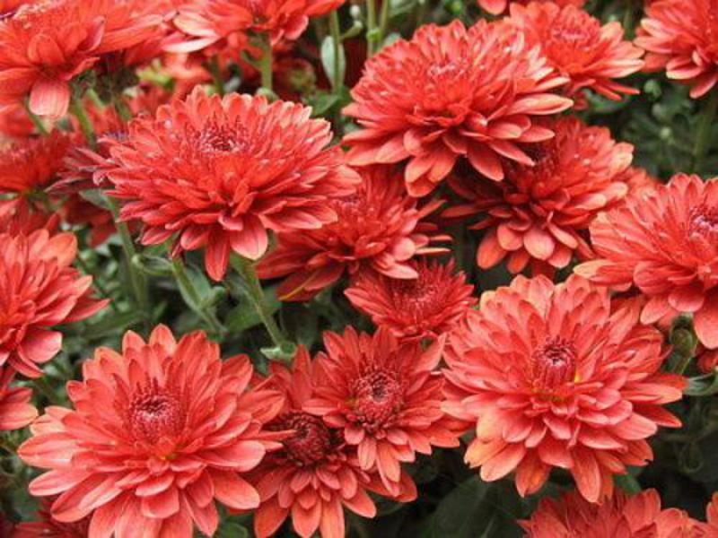 Red chrysanthemums