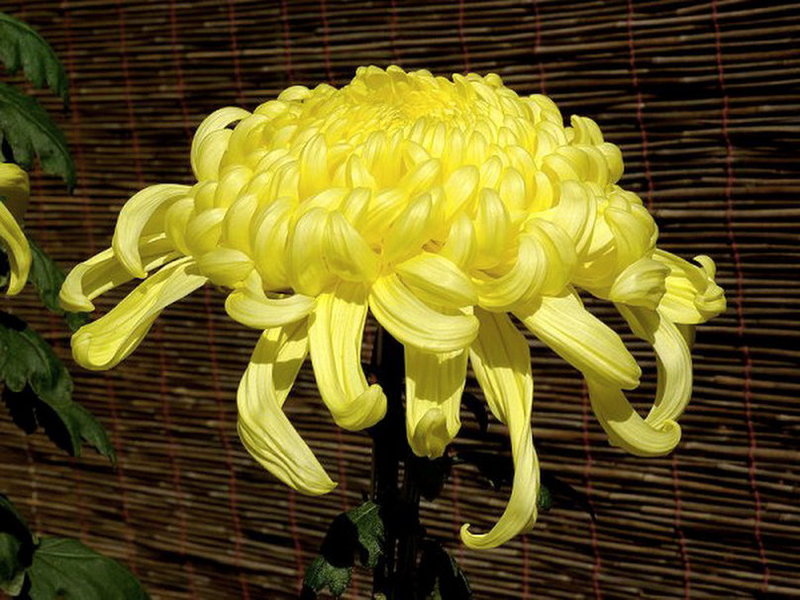 Chrysanthemum bloom