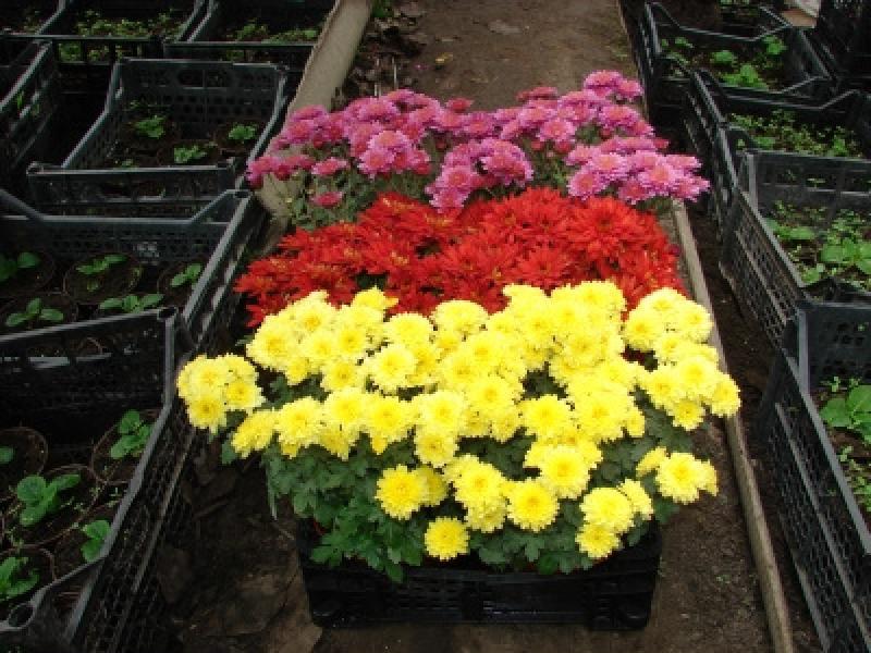 How to grow chrysanthemums at home