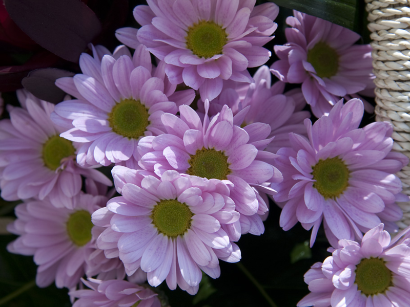 Varieties of chrysanthemums