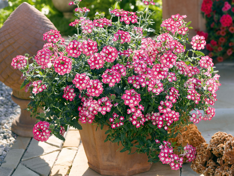  Garden flowers Diascia