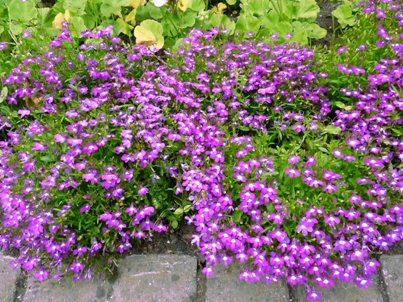 Flowering bushes of diastia