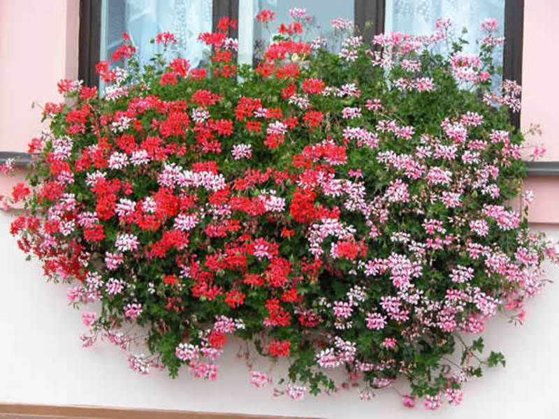 Varieties of diascia