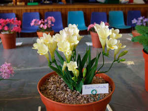 Varieties of freesia varieties