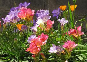 How to plant freesia in your yard