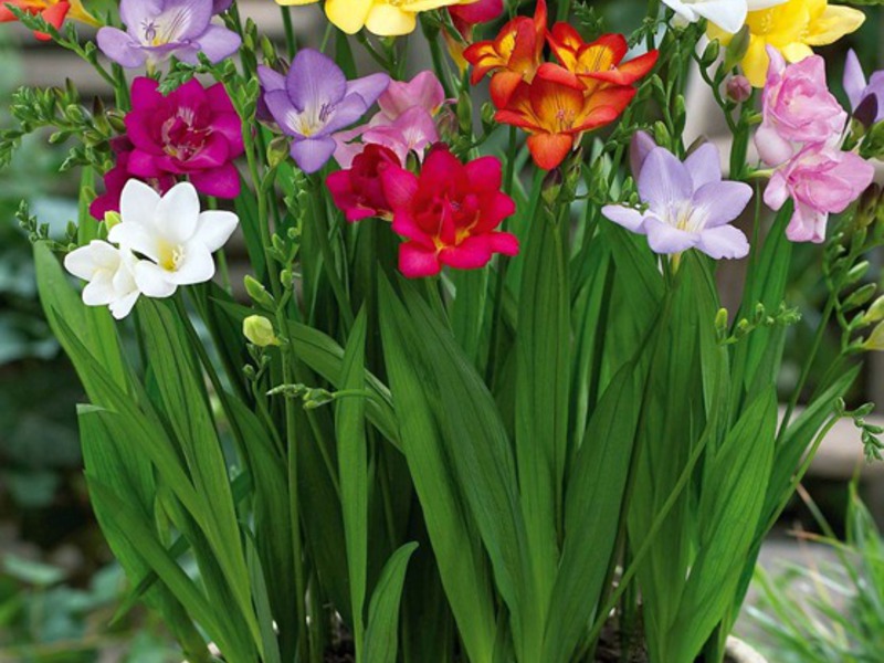 Freesia in a pot at home