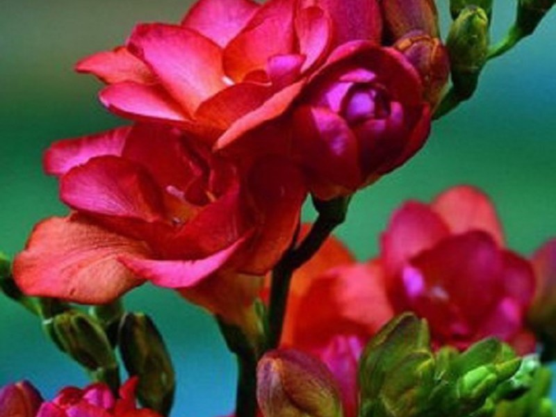 Conditions for growing freesia