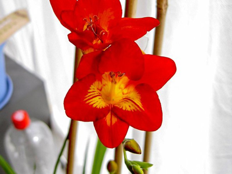 Freesia care