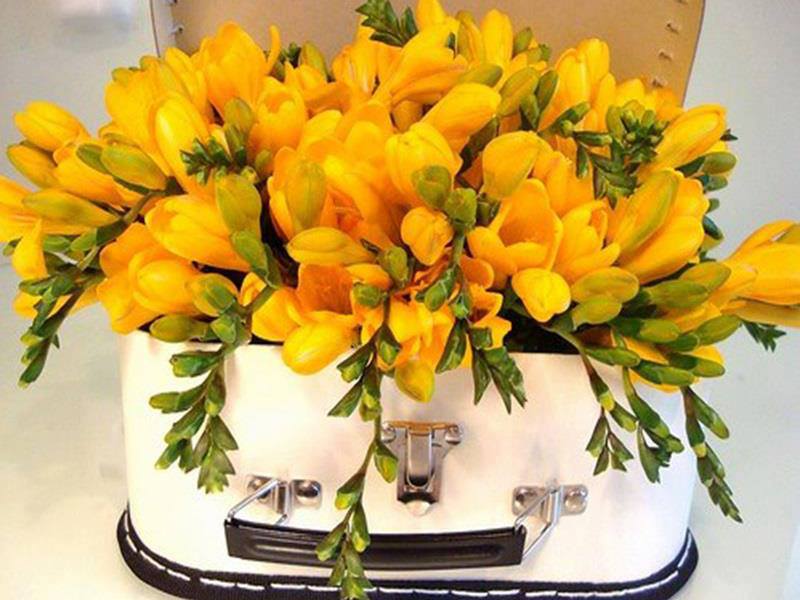 Freesia facts