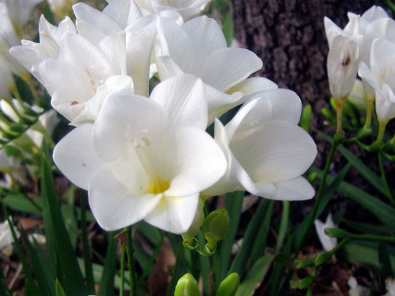 Freesia care