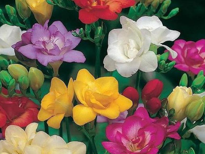 Difficulties in growing freesia