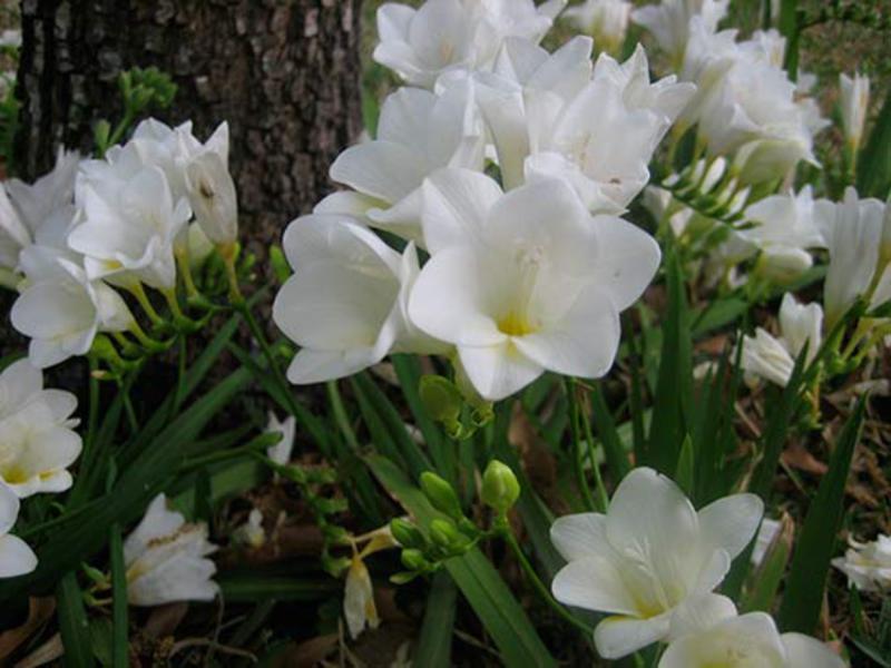 Features of growing freesia