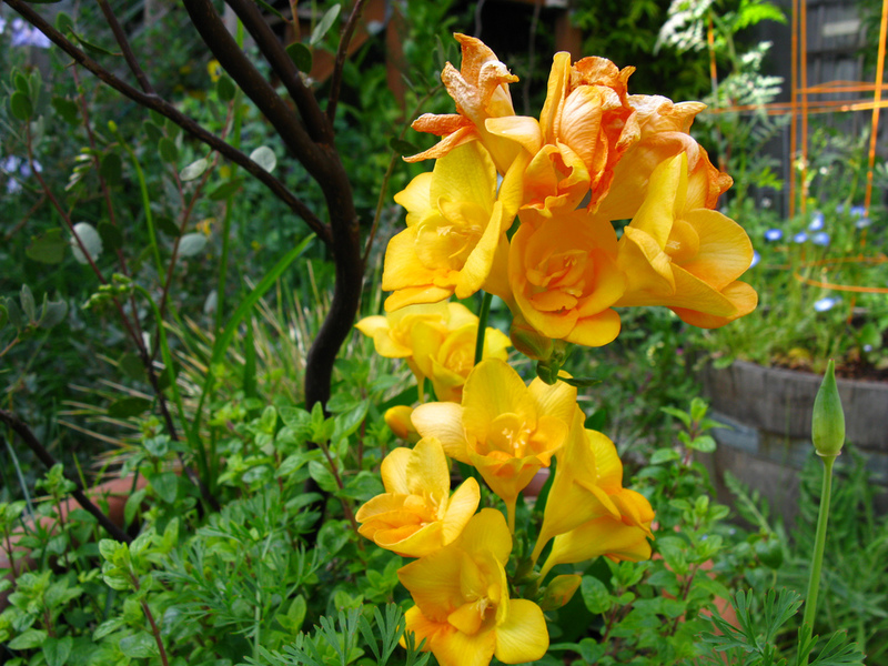 Freesia pests