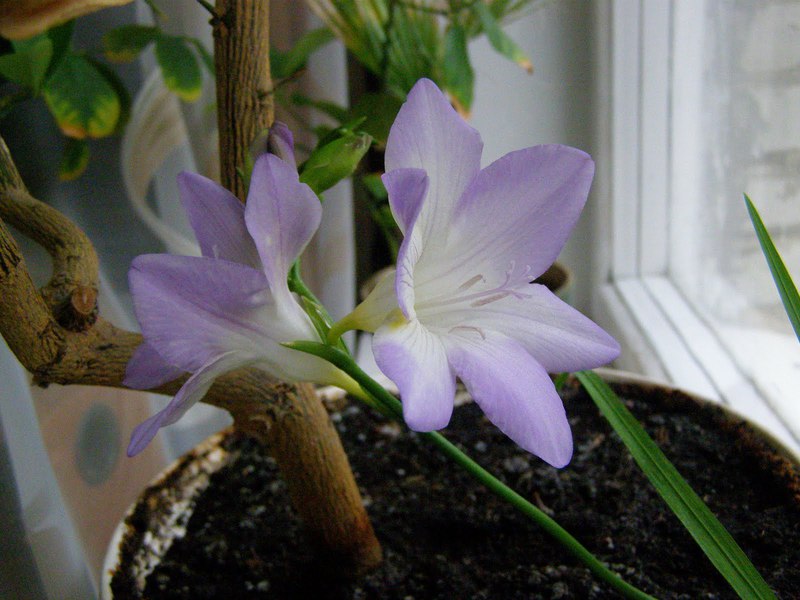 An easy way to grow freesia