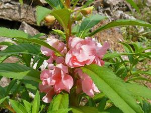 Flowers for garden decoration balsam