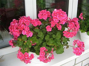 How to propagate and grow a geranium flower at home