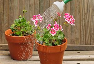 The nuances of the irrigation regime for room pelargonium