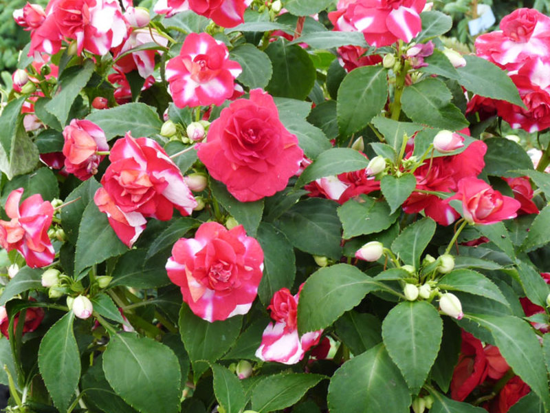 Balsam flowering period