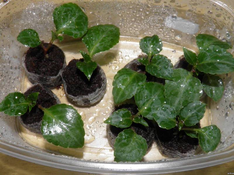 Watering and fertilizing the balsam flower