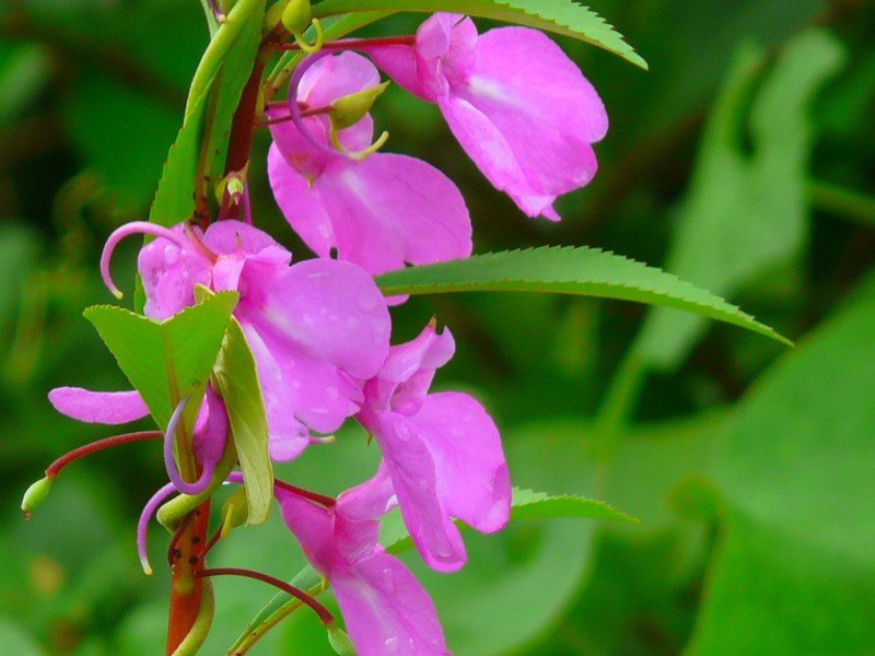 Balsam blossom