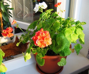 Lighting requirements for indoor geranium